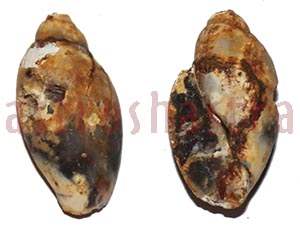 Heera Shankh 0245 34